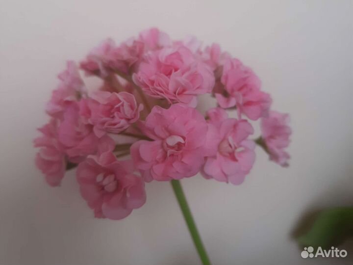 Комнатные цветы: герани, каланхоэ, декабрист