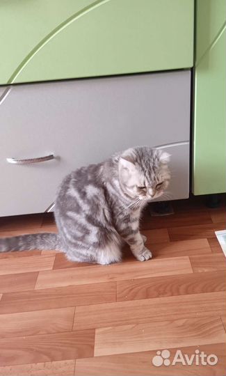 Отдам кошечку в добрые руки