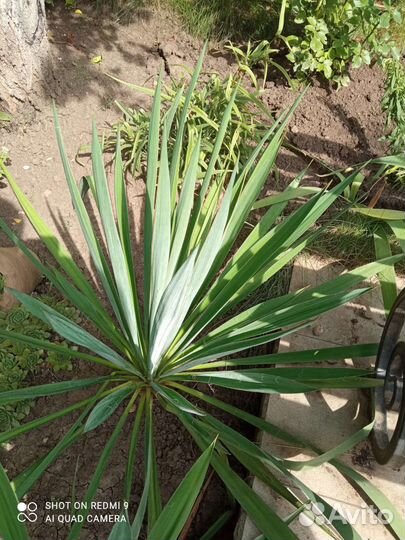 Юкка нитчатая