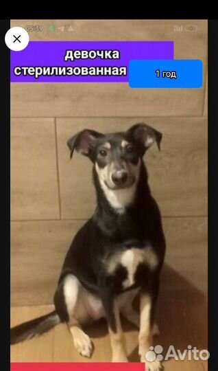 Буча стерилизованная