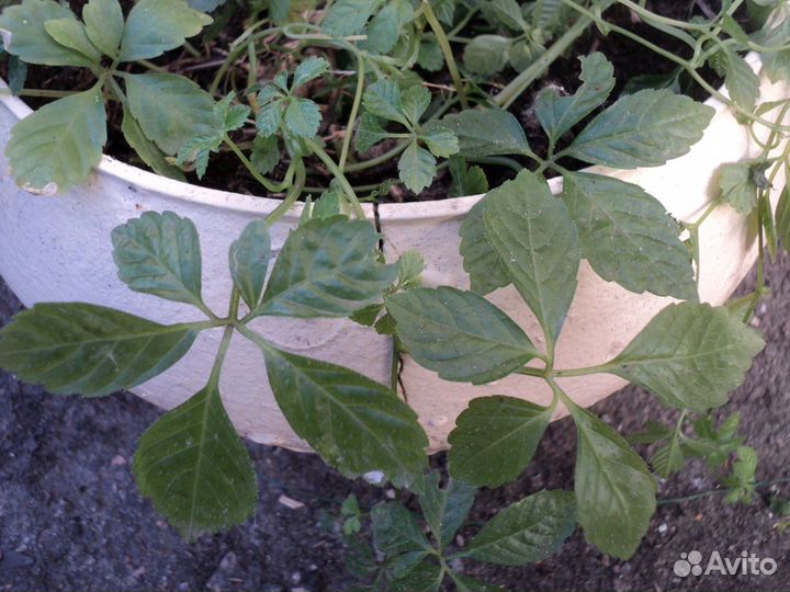 Гиностемма пятилистная Джиаогулан