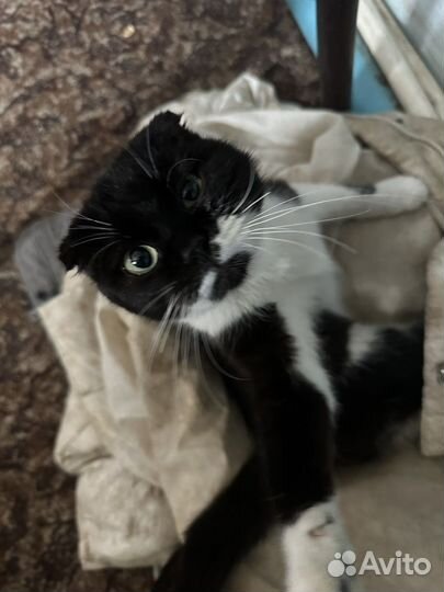 Шотландская вислоухая кошка