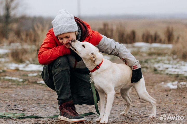 Невероятная Снежка в поисках дома или передержки
