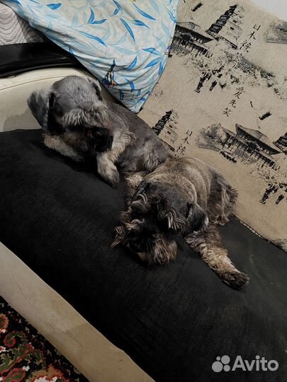 Цвергшнауцер