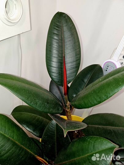 Фикус каучуконосный эластика