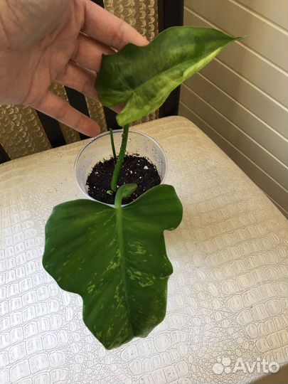 Филодендроны сортовые