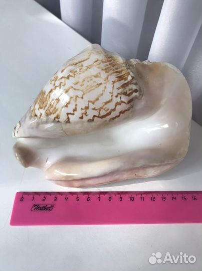 Большая морская раковина ракушка