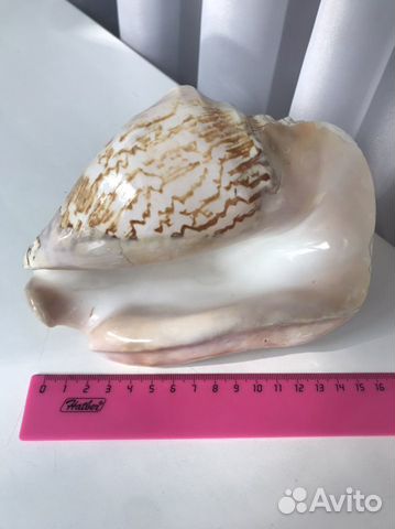 Большая морская раковина ракушка