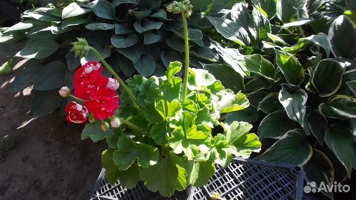 Пеларгония Юзис Шамаханская Царица