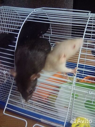 Крыса Дамбо