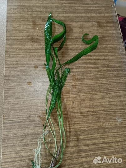 Аквариумные растения и рыбки