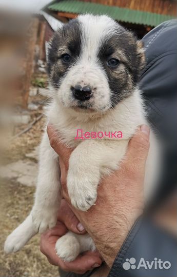 Среднеазиатская овчарка