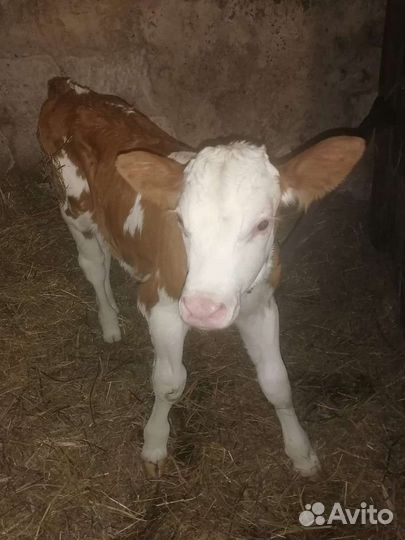 Теленок (телочка)