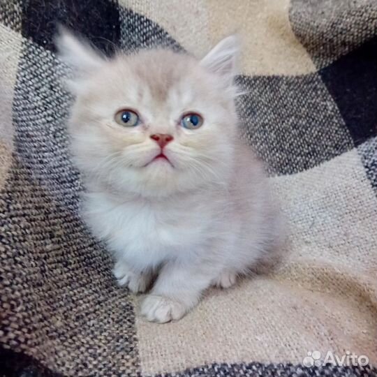 Шотландская