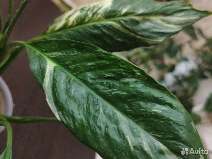 Спатифиллум даймонд