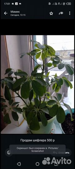 Комнатные цветы