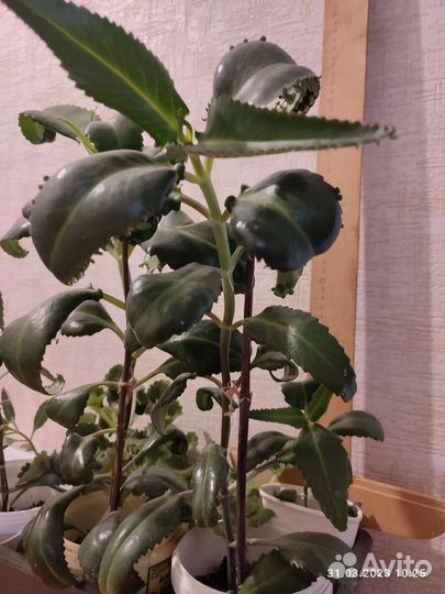 Каланхоэ взрослые