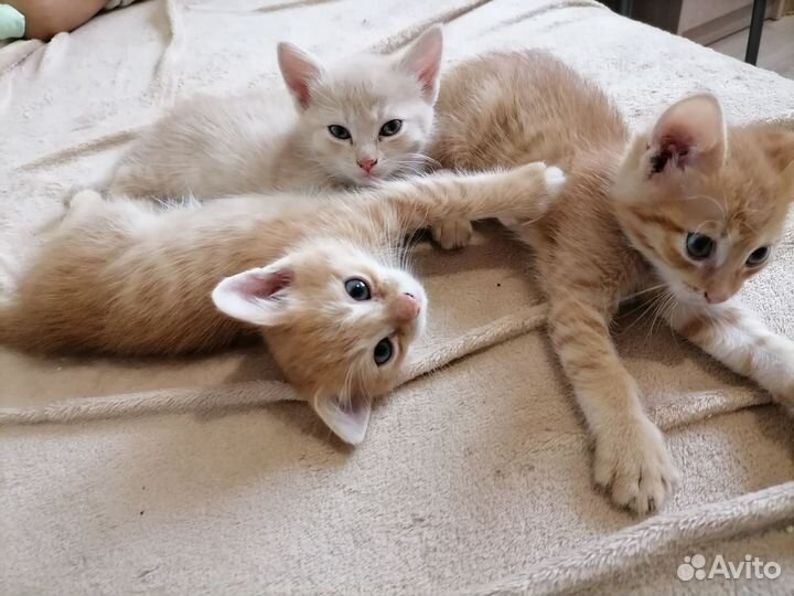 Рыжие котята