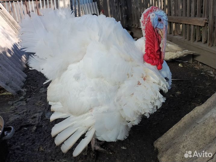 Продам индюков