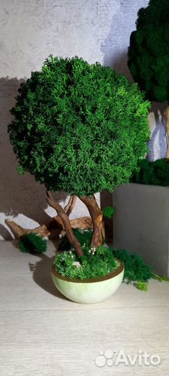 Дерево декоративное