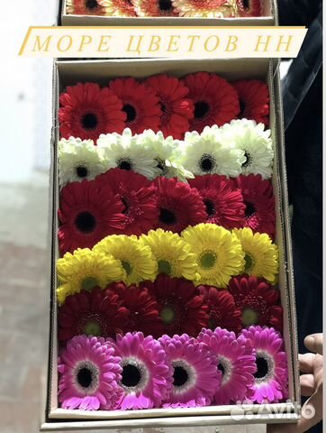 Цветы герберы