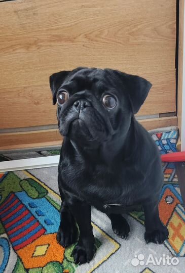 Мопс черный девочка