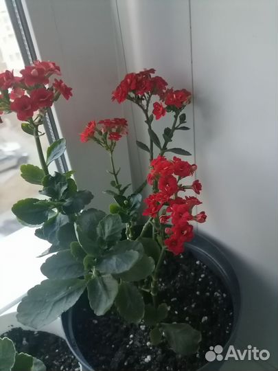 Комнатные цветы каланхоэ