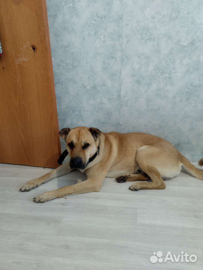 Собаки бесплатно в добрые руки