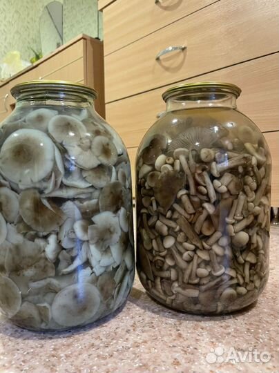 Грибы разные