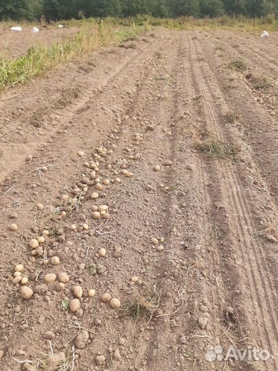 Продам картофель сорт Гала без химии