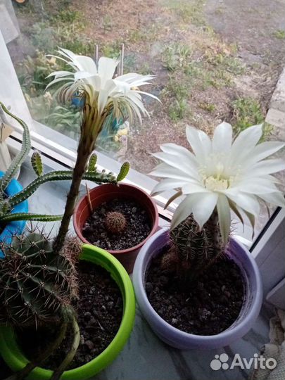 Кактус цветущий