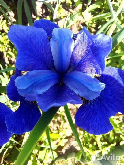 Ирис сибирский