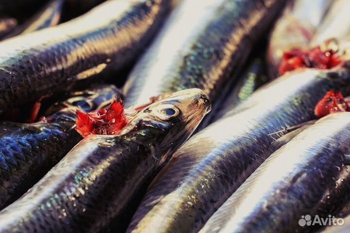 Готовый бизнес свежая и морская рыба