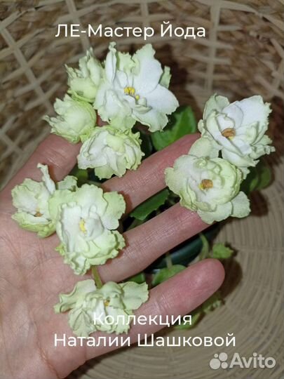 Детки сортовых фиалок