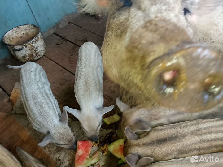 Поросята Кармал\Дюрок