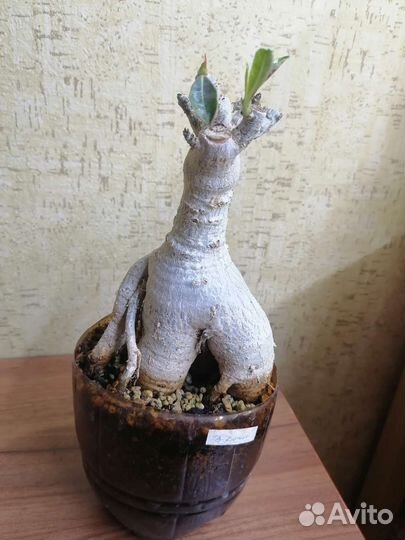 Адениумы взрослые