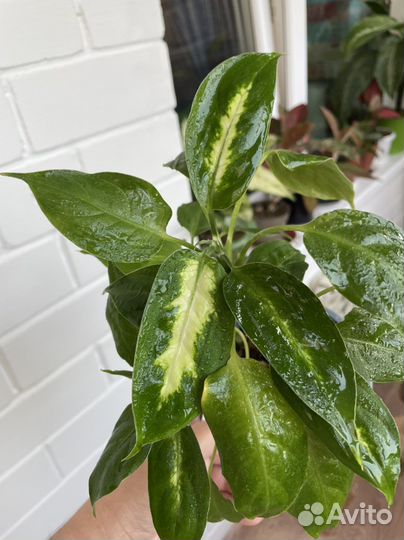 Диффенбахия камилла