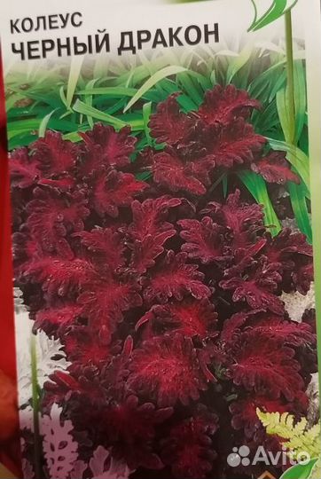 Комнатные,многолетники, летники цветы