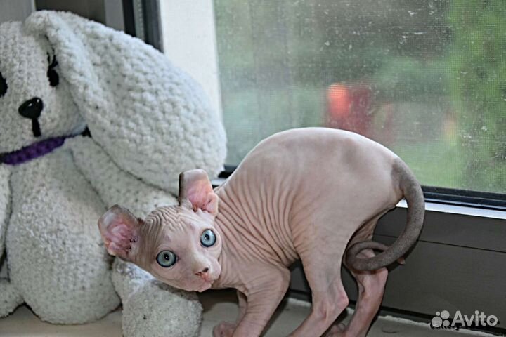 Которебенок девочка эльф