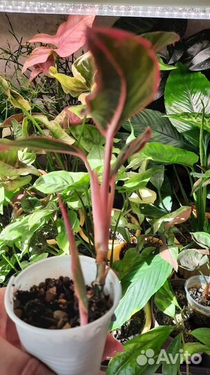 Аглаонема Крит