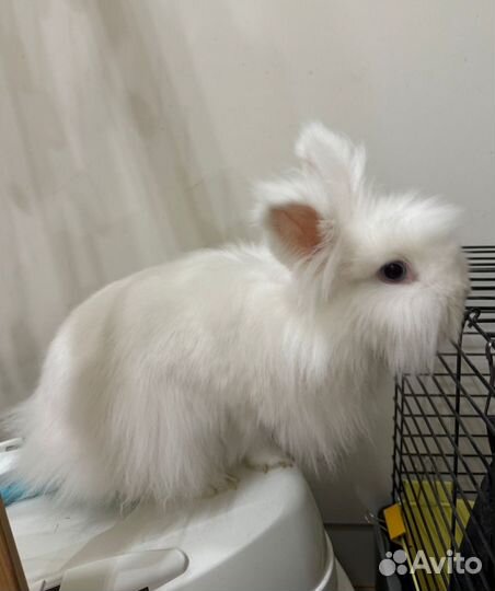 Львиноголовый кролик (читайте описание )