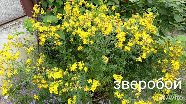 Саженцы пряных трав