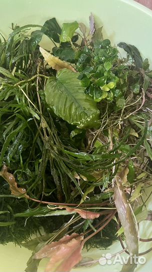 Большой набор растений, анубиас. Набор буцефаландр