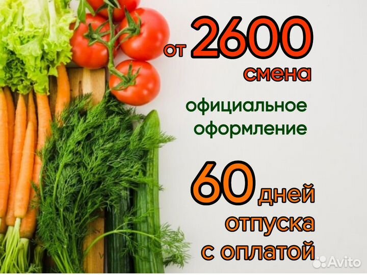 Упаковщик овощей Вахта Проживание Питание