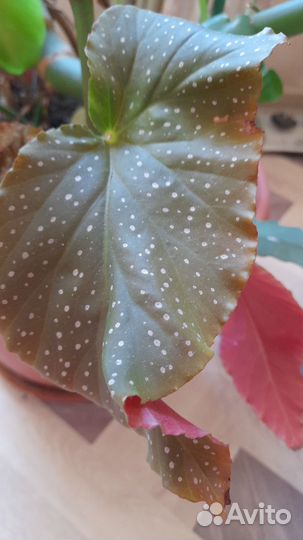 Бегония макулата