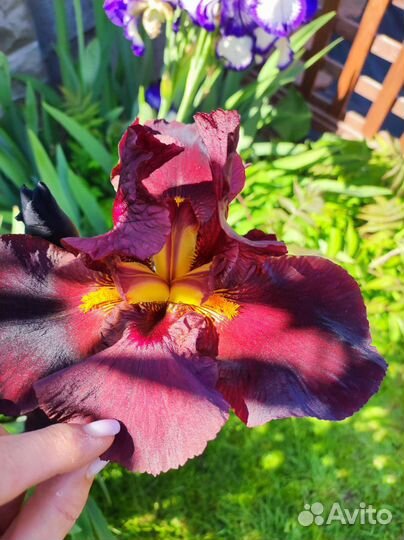 Ирисы бородатые сортовые