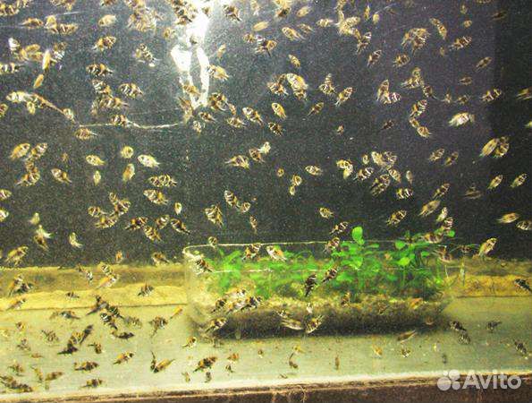 Астронотус