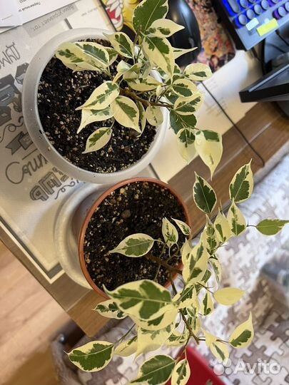 Фикусы бенджамина Редкие