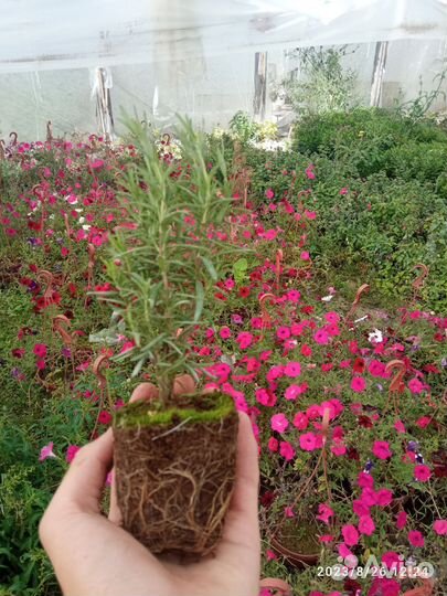 Розмарин-Росинка