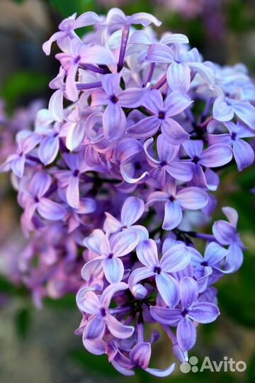 Сирень (Syringa) Китайская